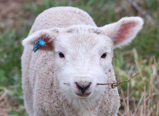 A young lamb chews a stick at the Owens Farm near Sunbury on Thursday March 30, 2017. KAREN VIBERT-KENNEDY/Sun-Gazette